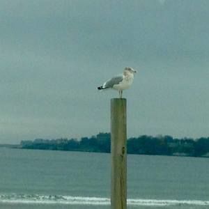 Meet your Posher, Elle